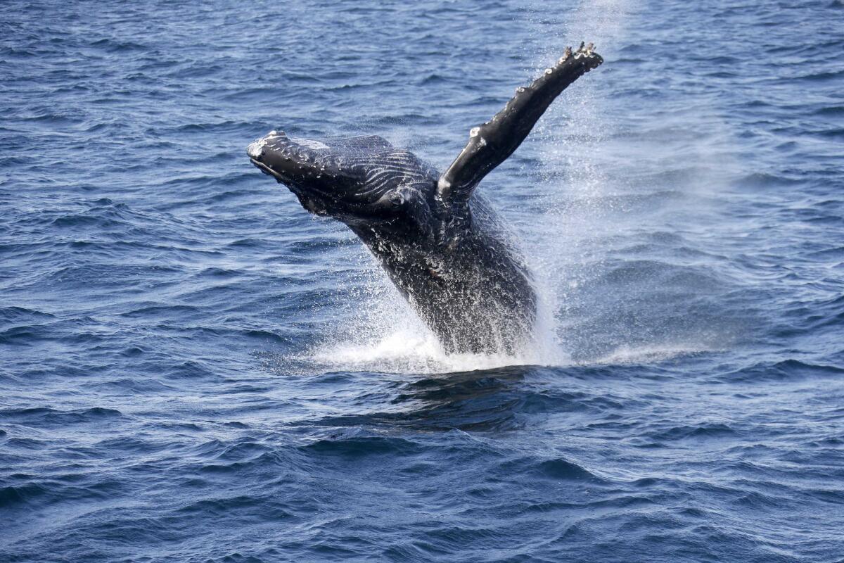 A whale breaches off the coast of San Pedro. Whale watching is popular up and down California's coast.