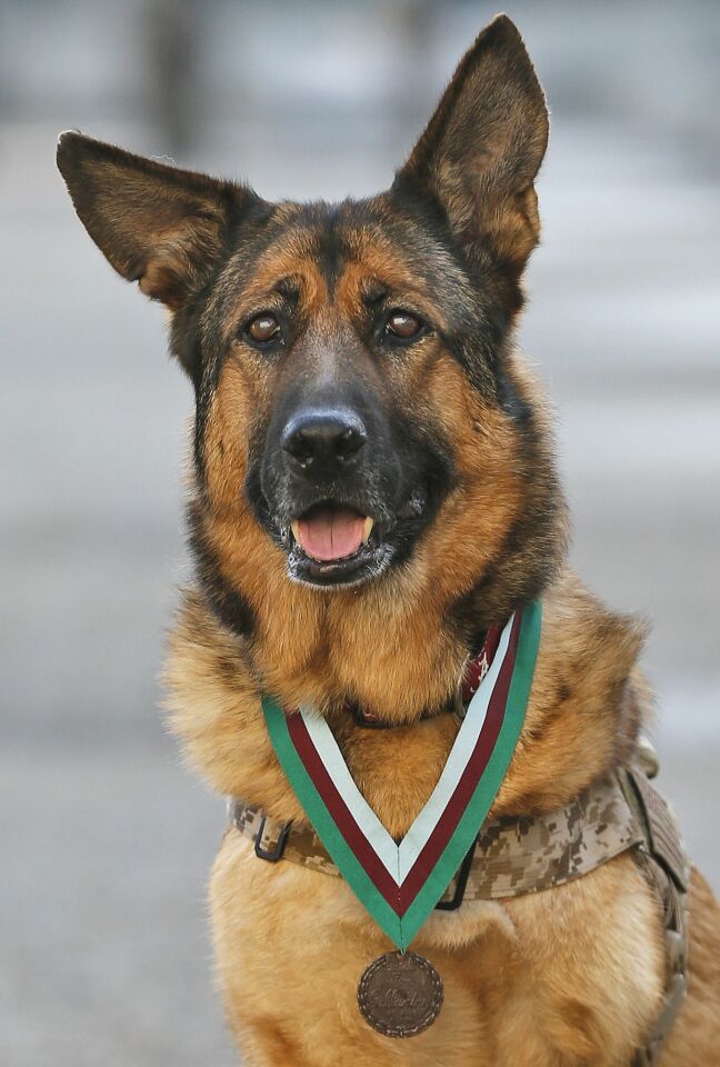 Heroic US Marine dog Lucca after receiving the PDSA Dickin Medal, awarded for animal bravery, equivalent of the Victoria Cross, at Wellington Barracks in London, Tuesday, April 5, 2016.