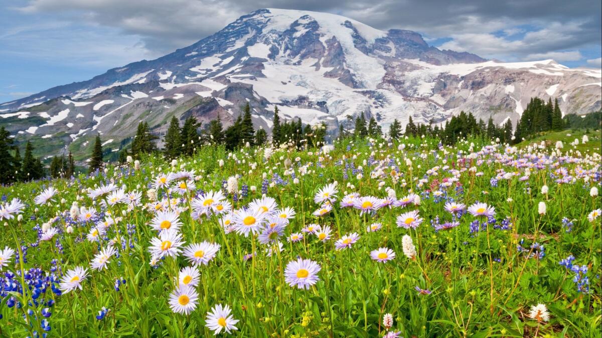 Mt. Rainier in Washington's Cascades from Paradise Meadows at Mt. Rainier National Park. The meadow is in full bloom with aster, lupine, bistort and other wildflowers.