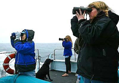 Alisa Schulman-Janiger, left, photographer Peggy Stap and Nancy Black watch the water for attacks in Monterey Bay, where a killer whale, top photo, flips a Pacific white-sided dolphin.