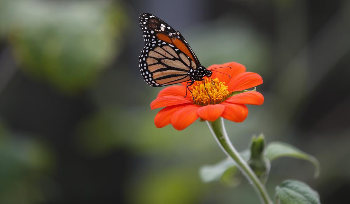 An orange and black monarch butterfly on a deep orange Mexican sunflower