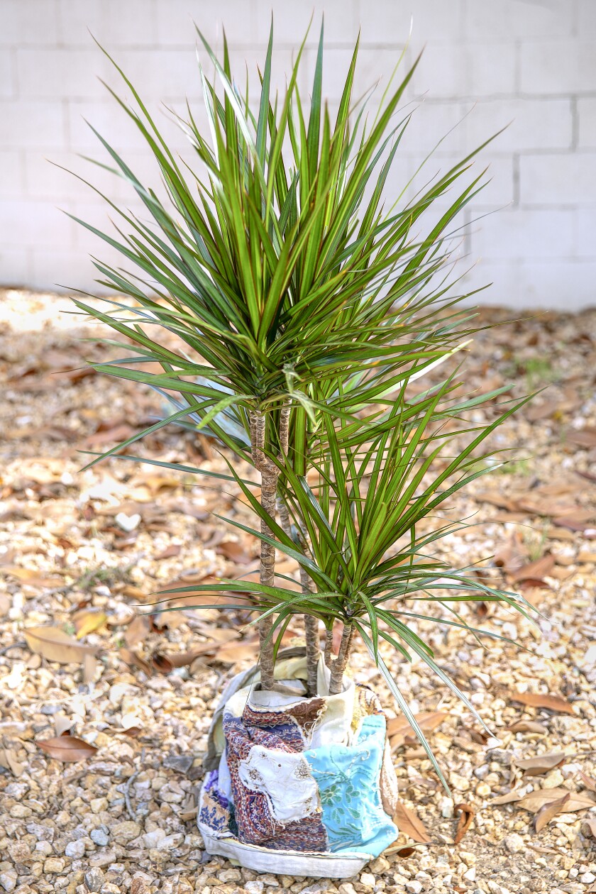 A tall spiky marginata plant