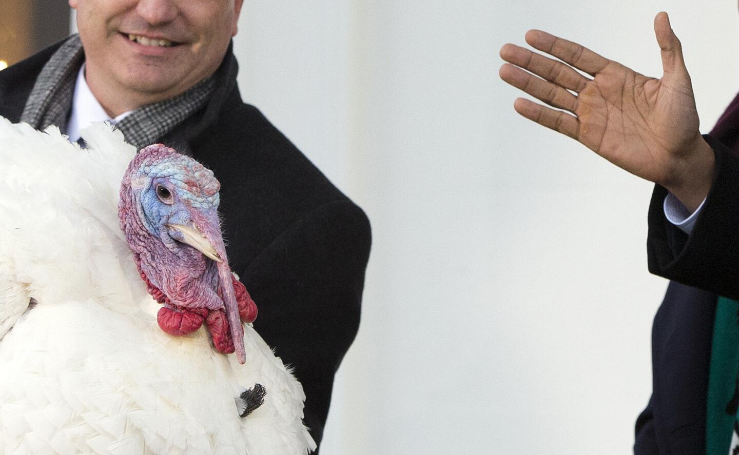 President Obama carries on the Thanksgiving tradition of saving turkeys from the dinner table with a presidential pardon at the White House.
