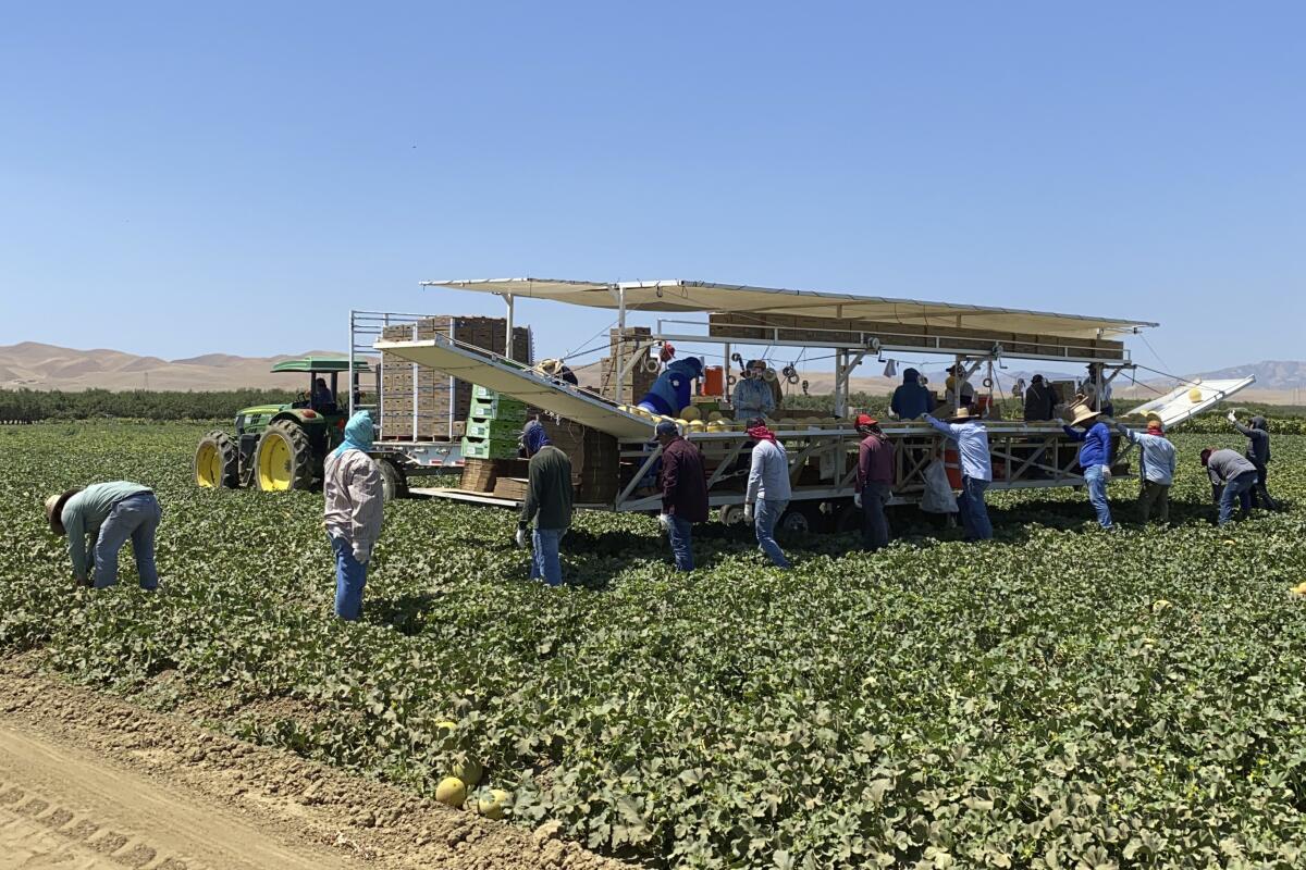 Farmworkers pick melons and pack them on a platform in a field