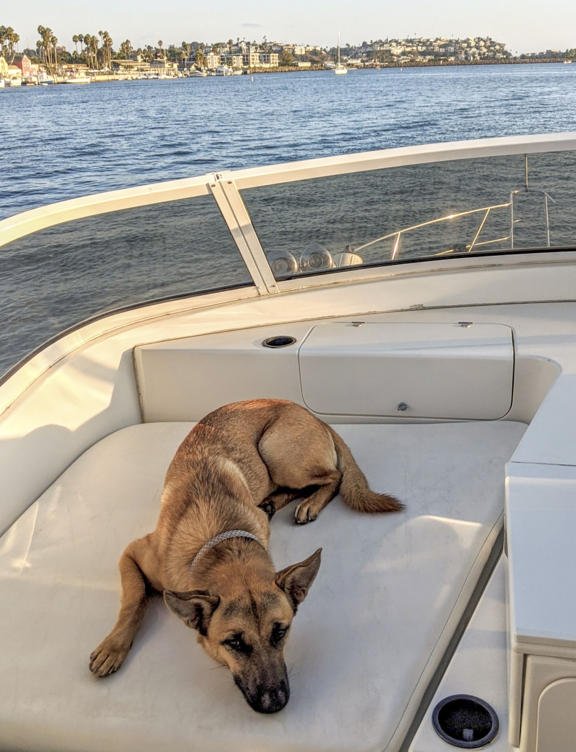 A dog on a yacht