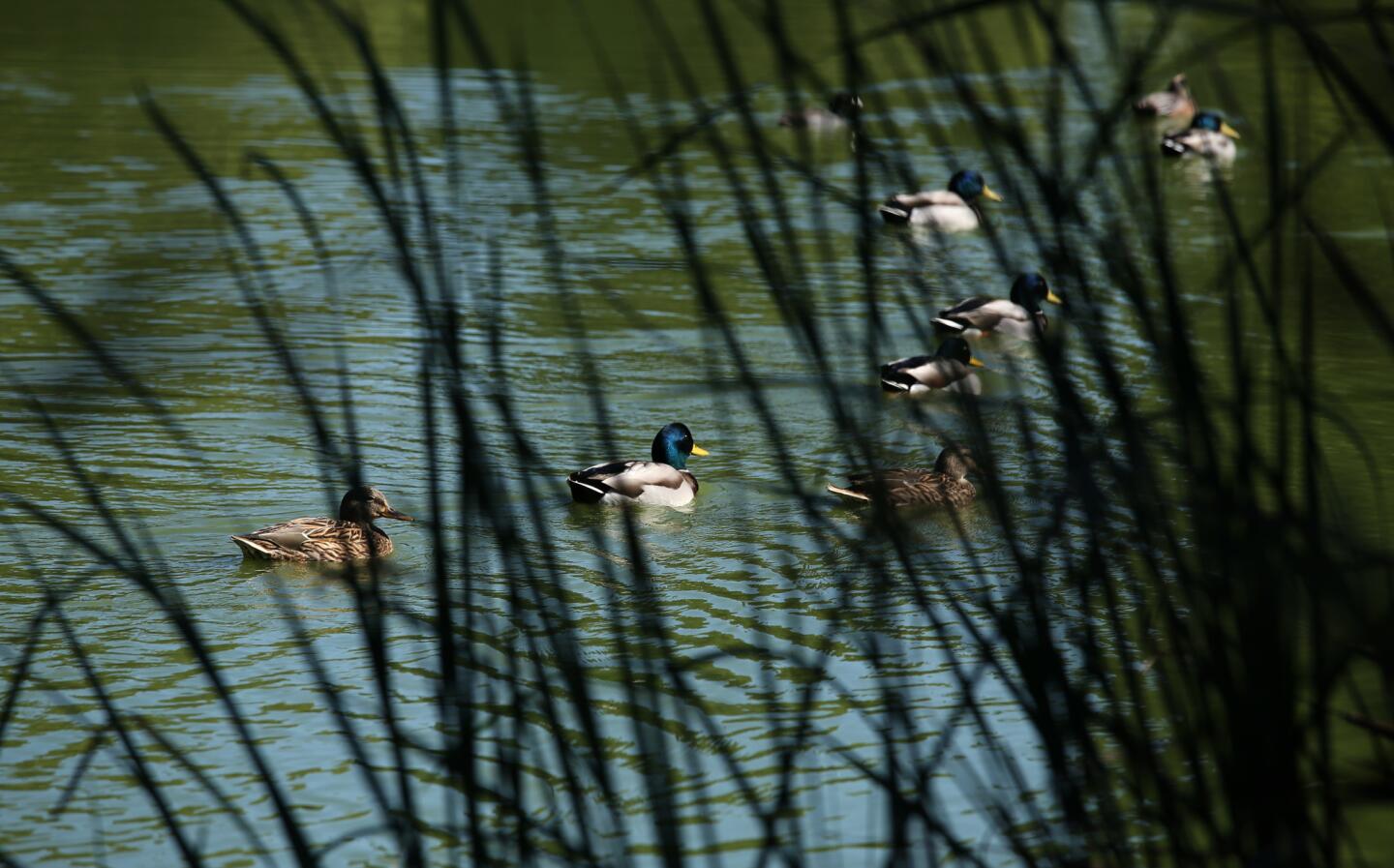 Ducks glide along Horseshoe Lake, at the starting point of the walk at El Dorado East Regional Park in Long Beach.