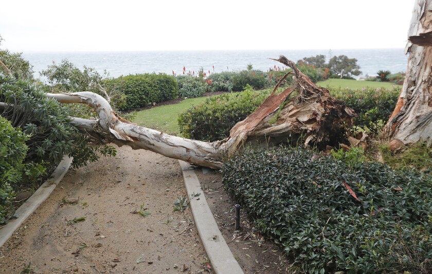 The city of Laguna Beach updated its policy for public tree removal and planting on Tuesday at the City Council meeting. 
