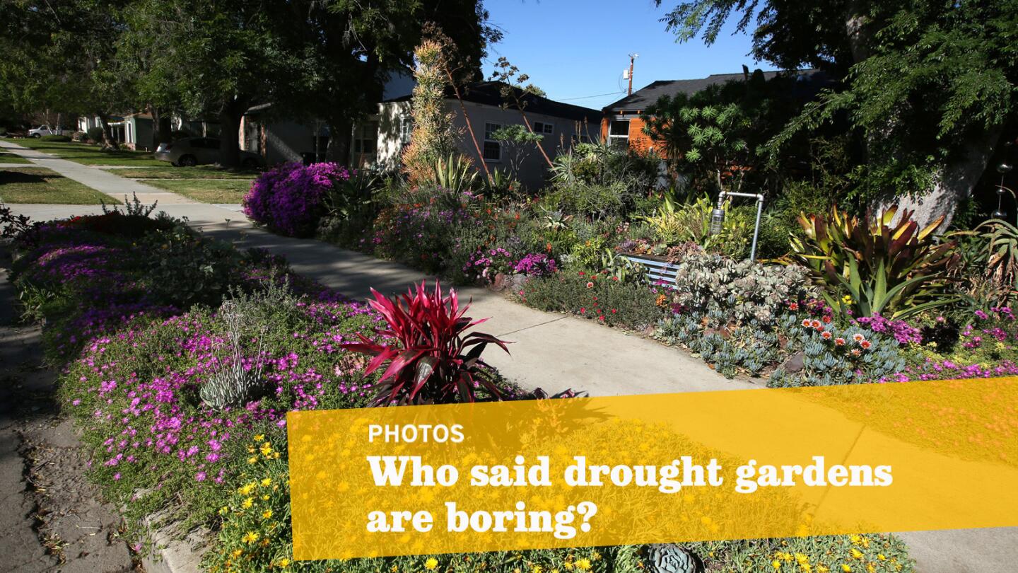 David Pixley has been cultivating the drought tolerant garden for more than a decade.