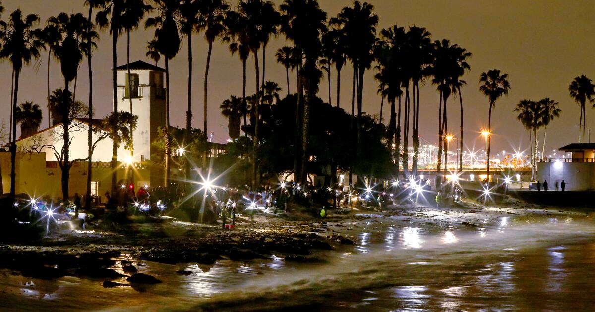 C’est l’heure d’une sortie nocturne à la plage : le grunion est en fuite.
