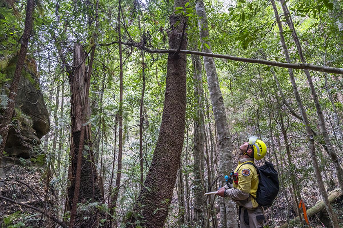 Prehistoric trees in Australia