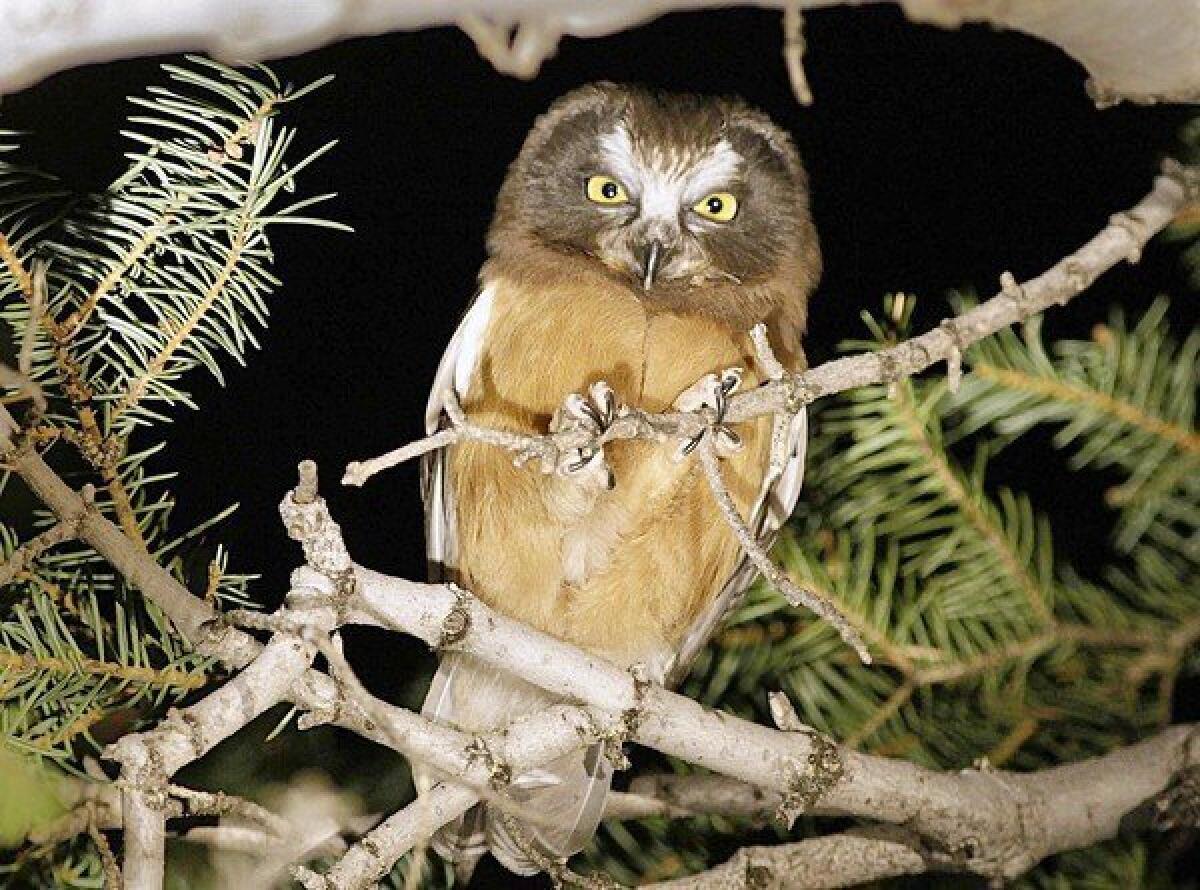A fledgling saw-whet owl perches on a branch in the Angeles National Forest.