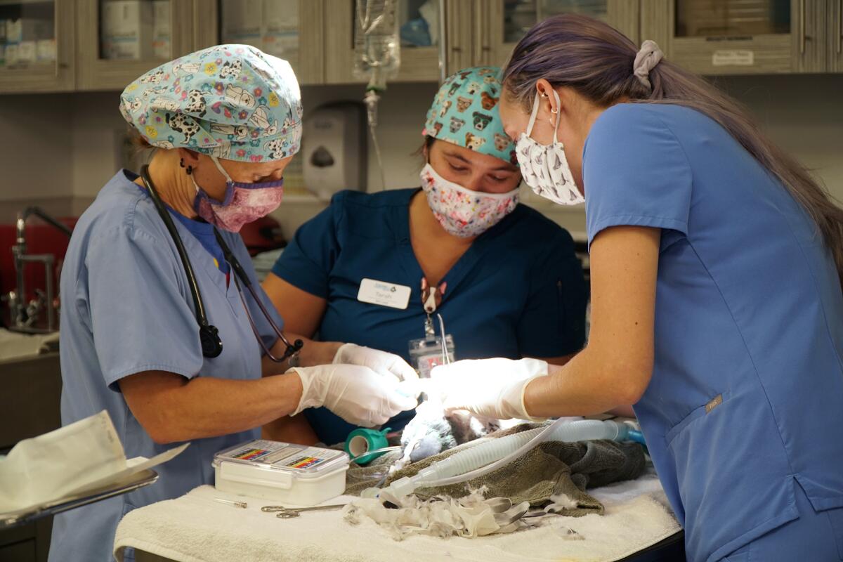 Vets perform surgery on a pet pigeon.