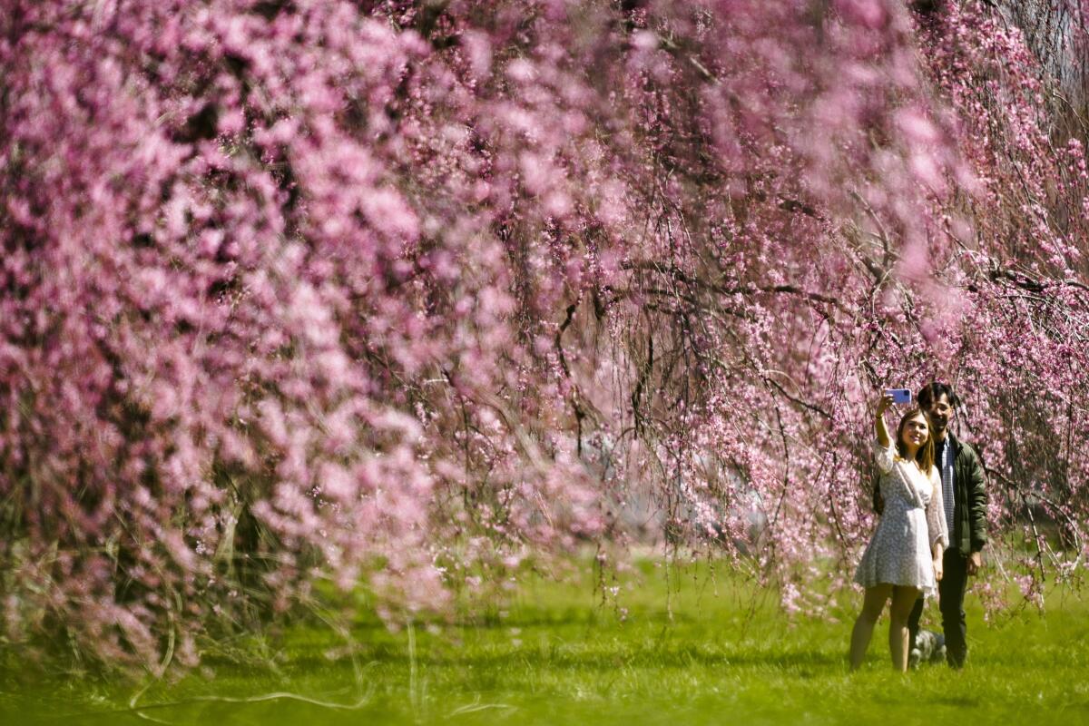 Una pareja se toma una selfie en medio de cerezos en flor en el parque Fairmount,