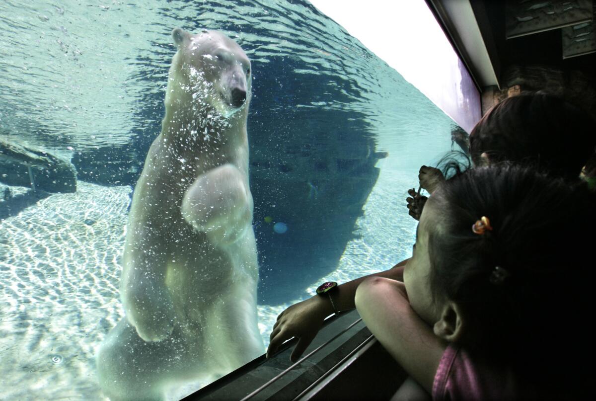 Visitors at the San Diego Zoo watch a polar bear swim in a glass walled tank.