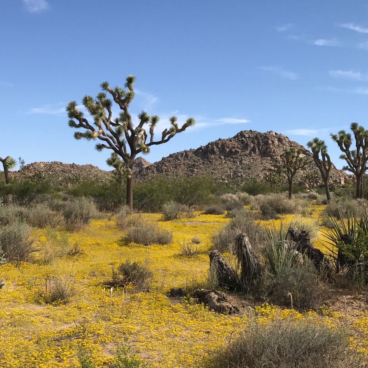 Summer wildflowers are blooming in the desert right now - Los ...