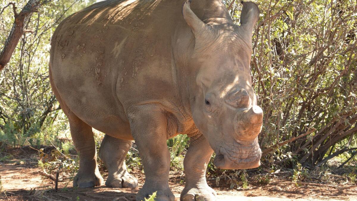 La crisis de la caza furtiva en Sudáfrica es tan grave que muchos propietarios privados de rinocerontes recortan los cuernos de sus animales para disuadir a los cazadores. Sin embargo, el costo de mantener los cuernos en bóvedas seguras es alto. Este rinoceronte pertenece al mayor propietario privado del mundo, John Hume (Robyn Dixon / Los Angeles Times).