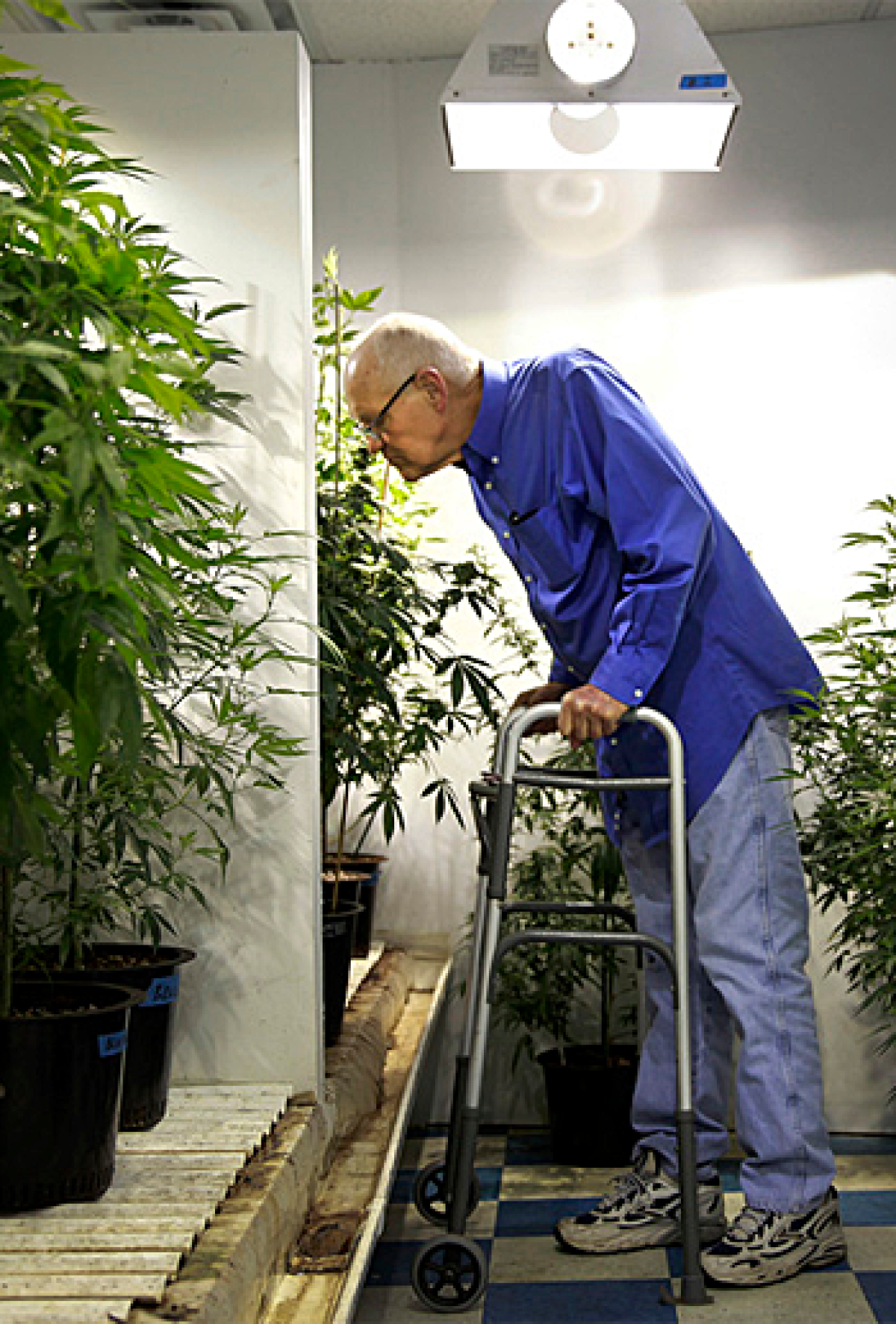 City Councilman Bill Rosendahl tours the premises of Herbalcure, a medicinal marijuana collective, in Los Angeles in February. Rosendahl is a supporter of medicinal marijuana and uses it as part of his cancer treatment.