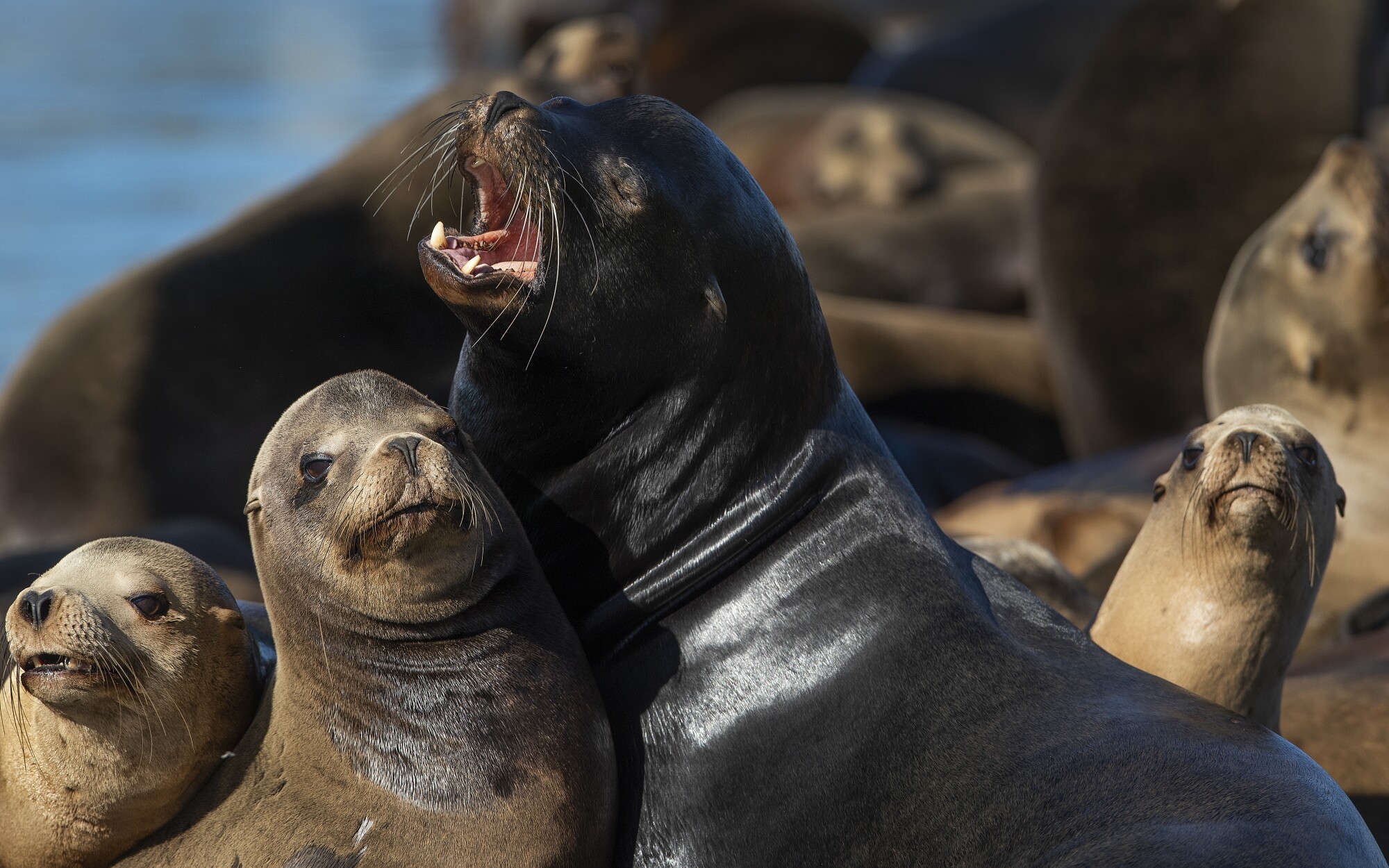 Bay Area loves its California sea lions. No so down south - Los Angeles