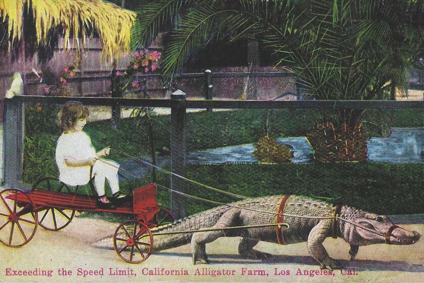 Postcard shows alligator pulling a girl on a cart. "Exceeding the Speed Limit, California Alligator Farm, Los Angeles, Cal."
