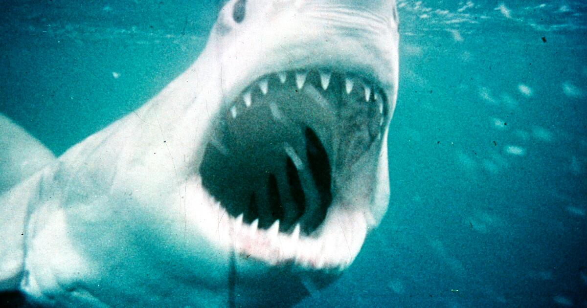 “Jaws” est le film du 4 juillet et les meilleurs films de la semaine
