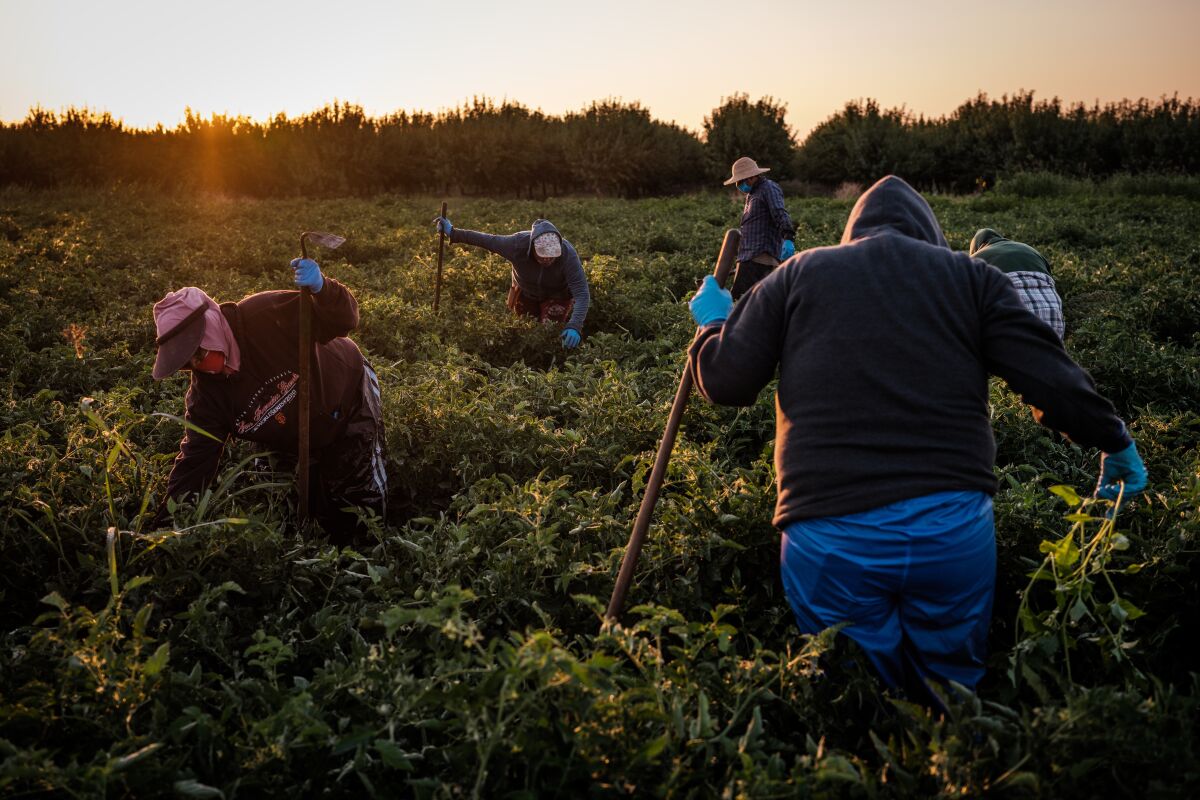 Des ouvriers agricoles désherbent un champ de tomates à French Camp le 24 juillet 2020.