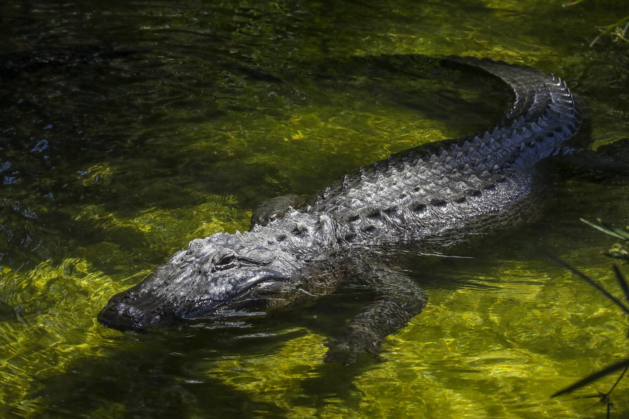 A large alligator floats in green-tinted water