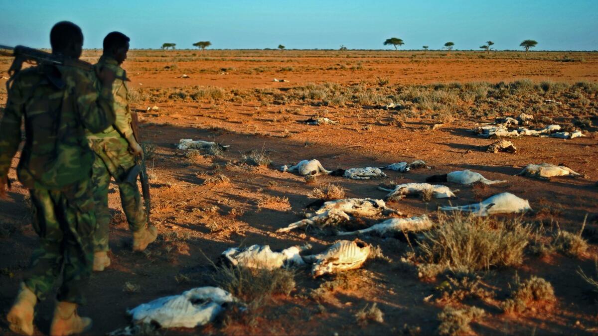 Dead goats are seen in December near Dhahar in northeastern Somalia. The country’s food shortage is likely to get worse as a result of the U.S. travel ban’s limitation on international aid agencies.