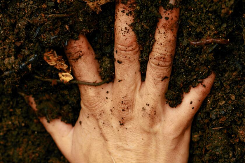 An adult hand in the dirt at a community garden.