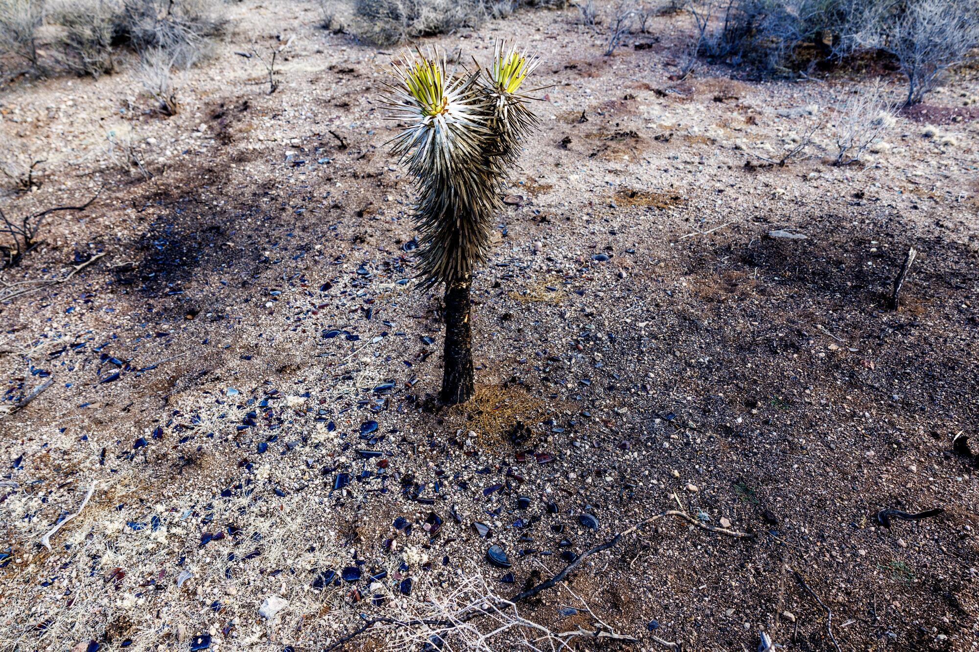 A yucca plant rises from a charred patch of desert.