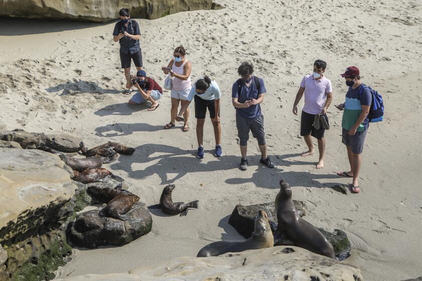 SAN DIEGO, CA - AUGUST 19: Beach goers move in close to view and photograph sea lions and their pups at a rookery at Boomer Beach next to Point La Jolla on Wednesday, Aug. 19, 2020 in San Diego, CA. (Eduardo Contreras / The San Diego Union-Tribune)