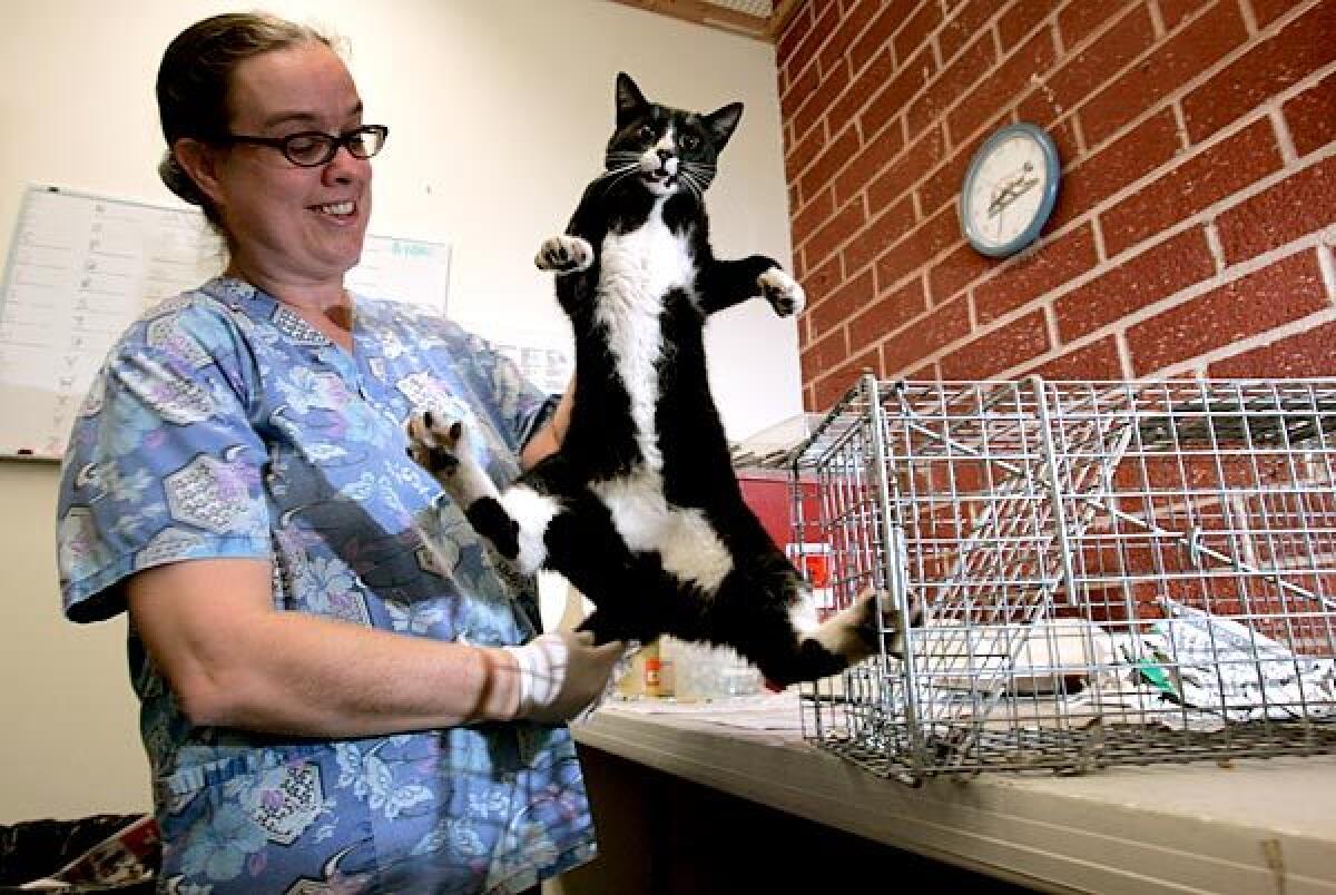 Jennifer Andelin of FixNaion removes a cat, under anesthesia, for neutering.