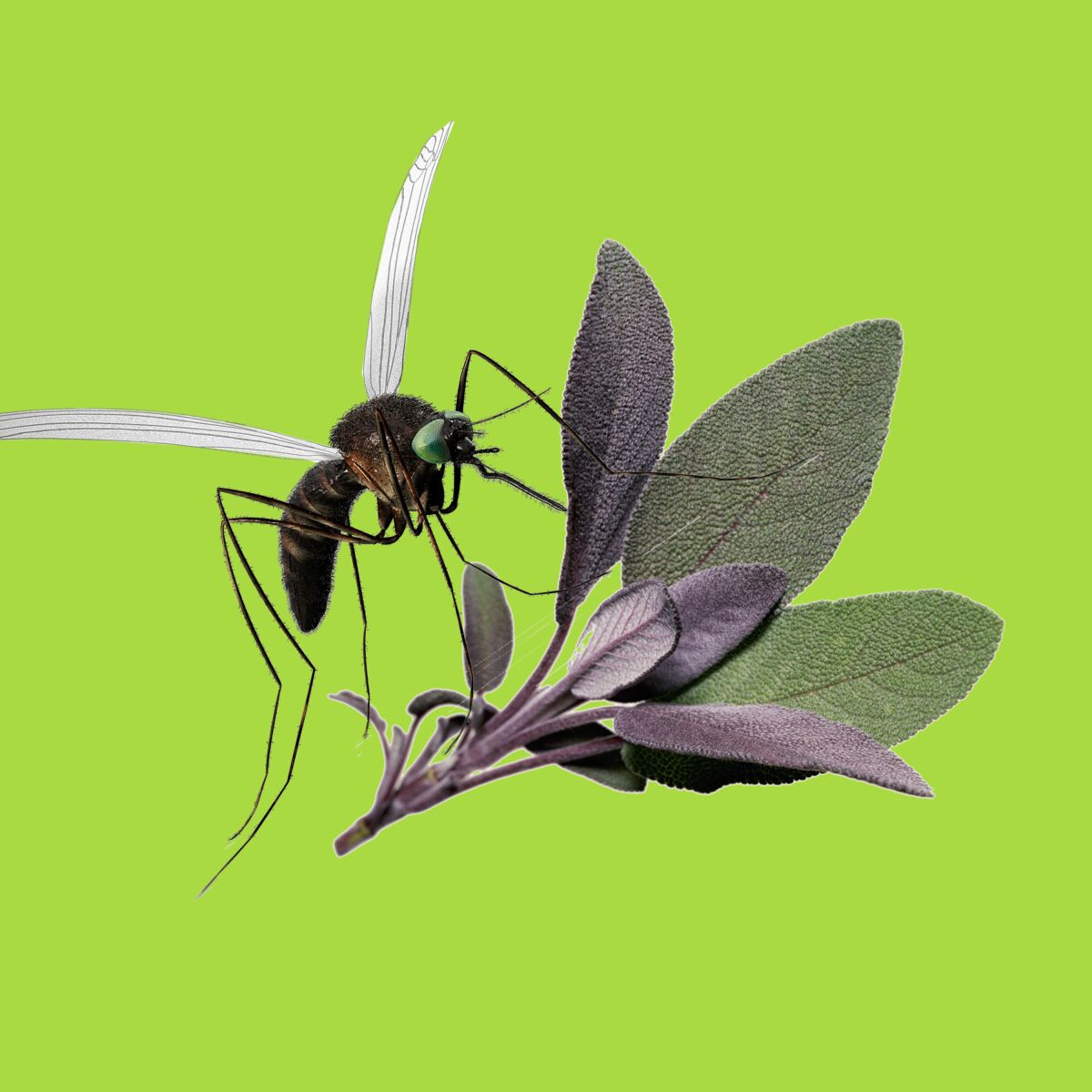 Mosquito with leaves on a green background.