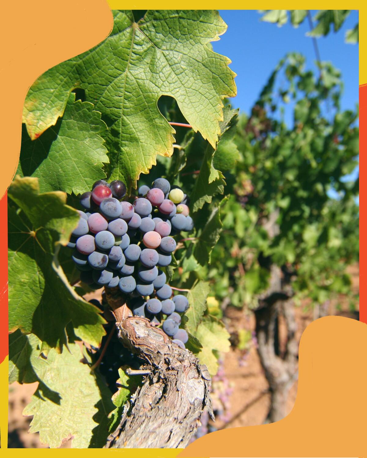 Red wine grapes