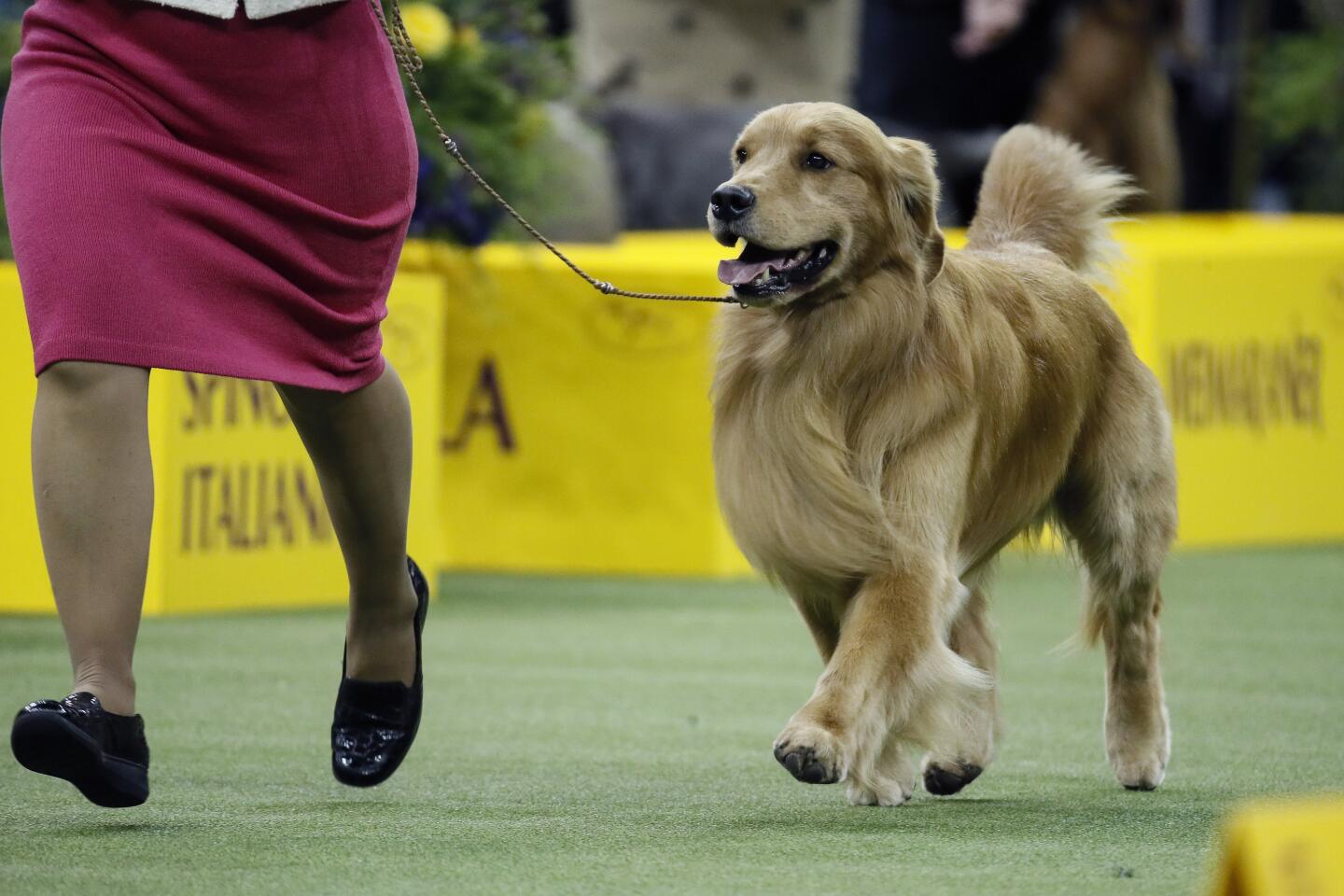 Daniel the golden retriever was clearly the crowd favorite — a golden has never won at Westminster — and fans chanted his name.