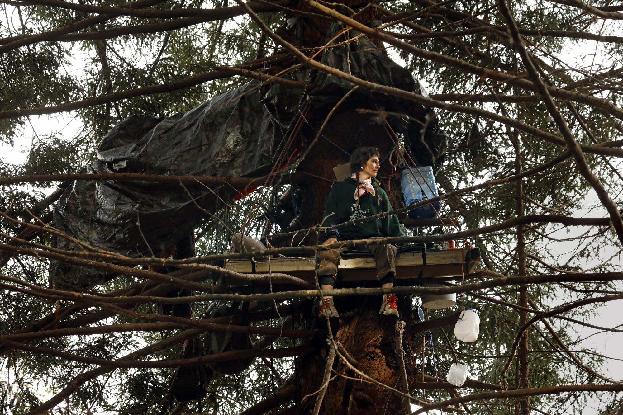 Tree sitter outside Trinidad