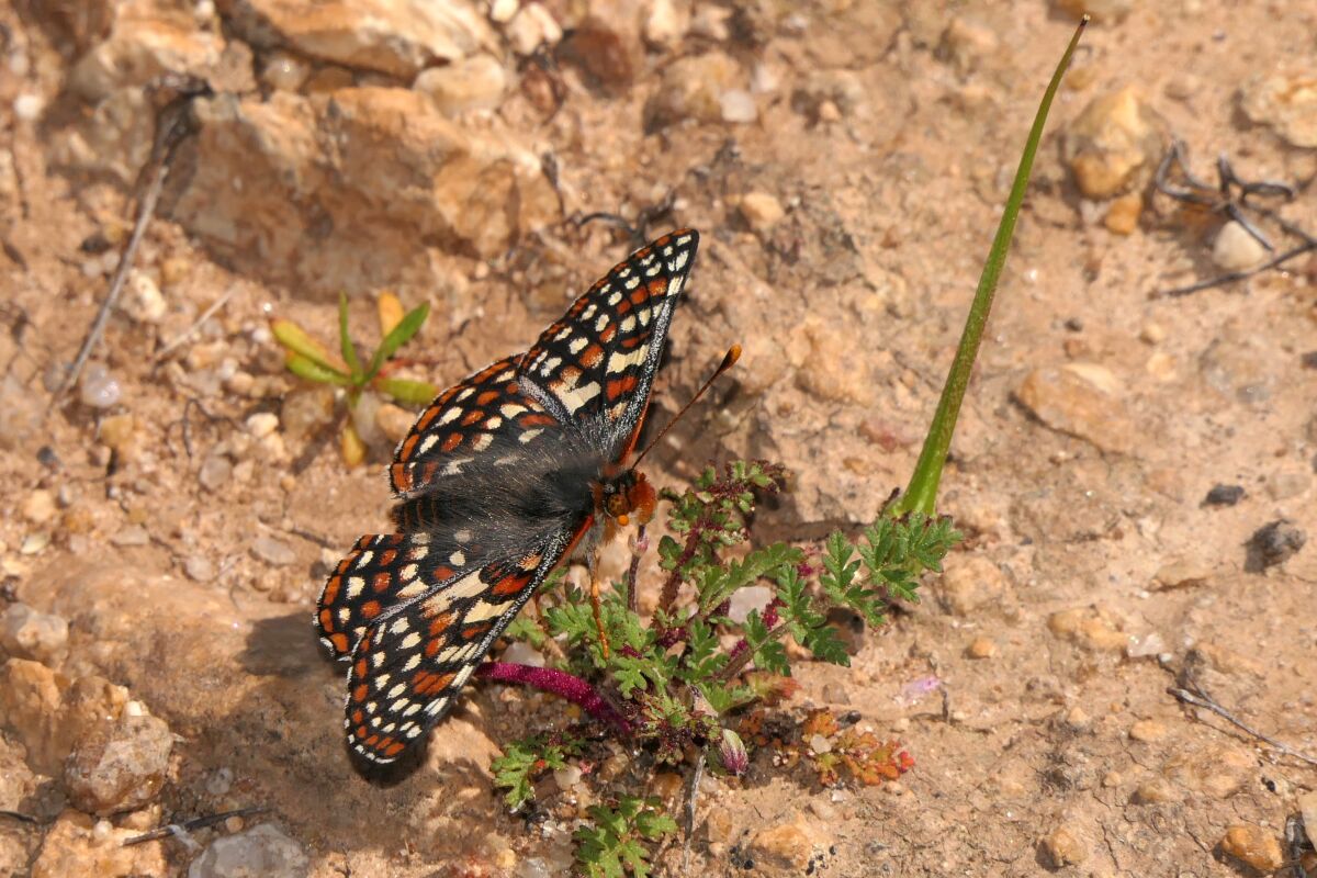A Quino Checkerspot Butterfly 
