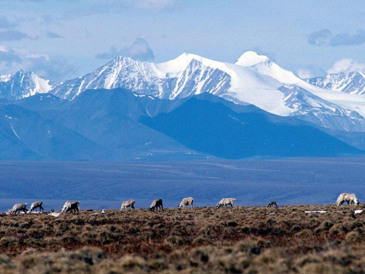 Caribou grazing against backdrop of snowy mountains