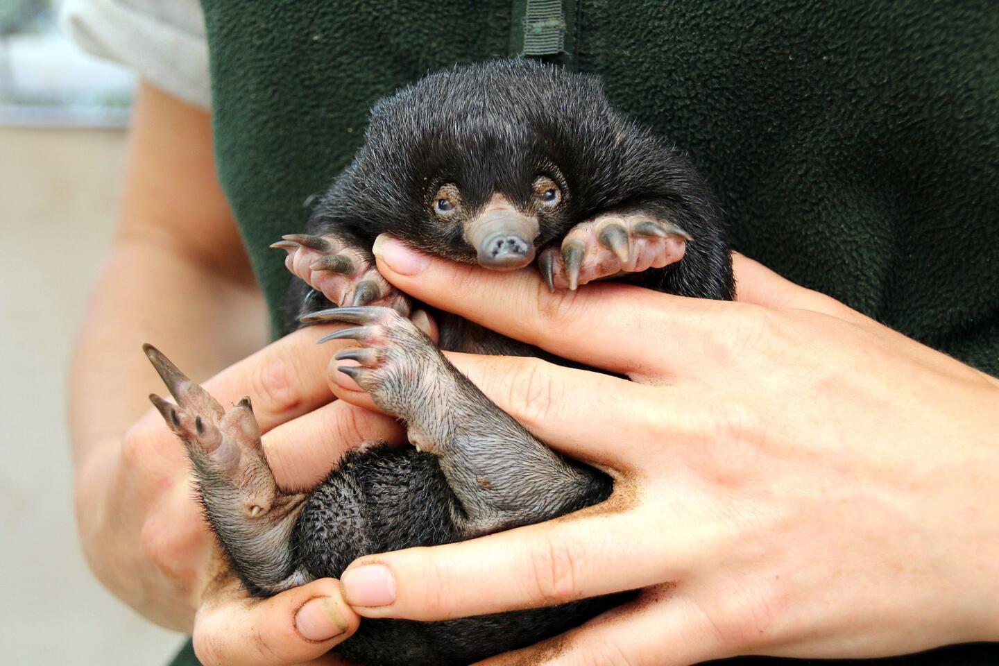 This handout photo released by the Taronga Zoo on Nov. 17, 2016, shows a keeper carrying a baby puggle in Sydney. Taronga Zoo is celebrating its first successful short-beaked Echidna births in nearly 30 years, with keepers monitoring the progress of three healthy echidna puggles.