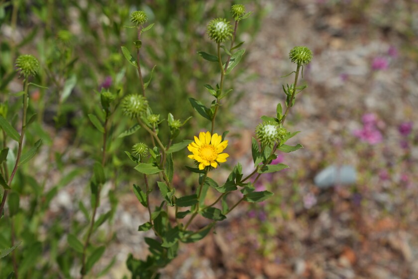 Yellow flower at the end of a leafy thin stem 