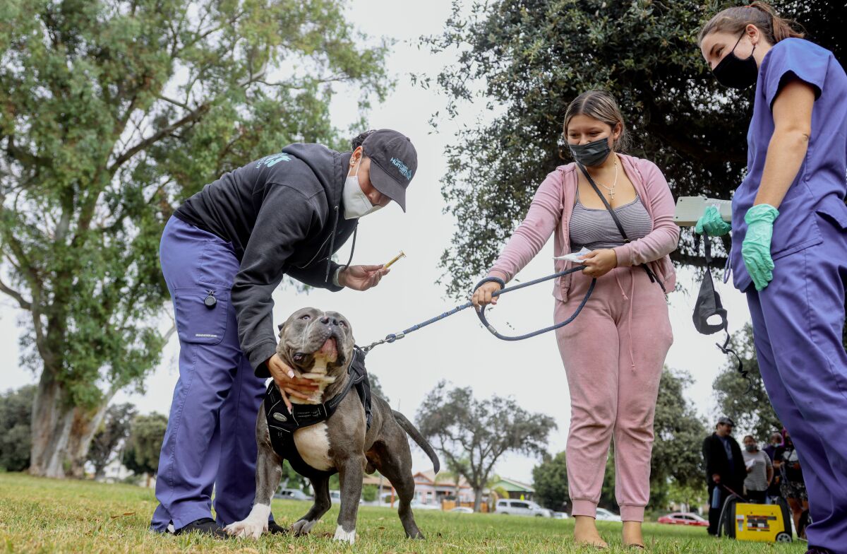 Veterinarian Brayanna Johnson, prepares to give Zeus, a pit bull, an injection at Memorial Park ion Sept. 25. 