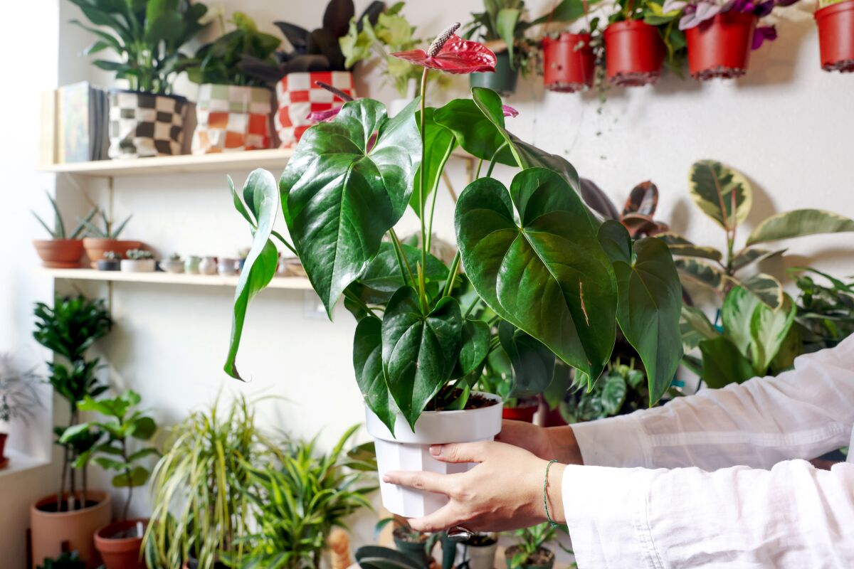 Two hands hold a waxy green plant with pink leaves