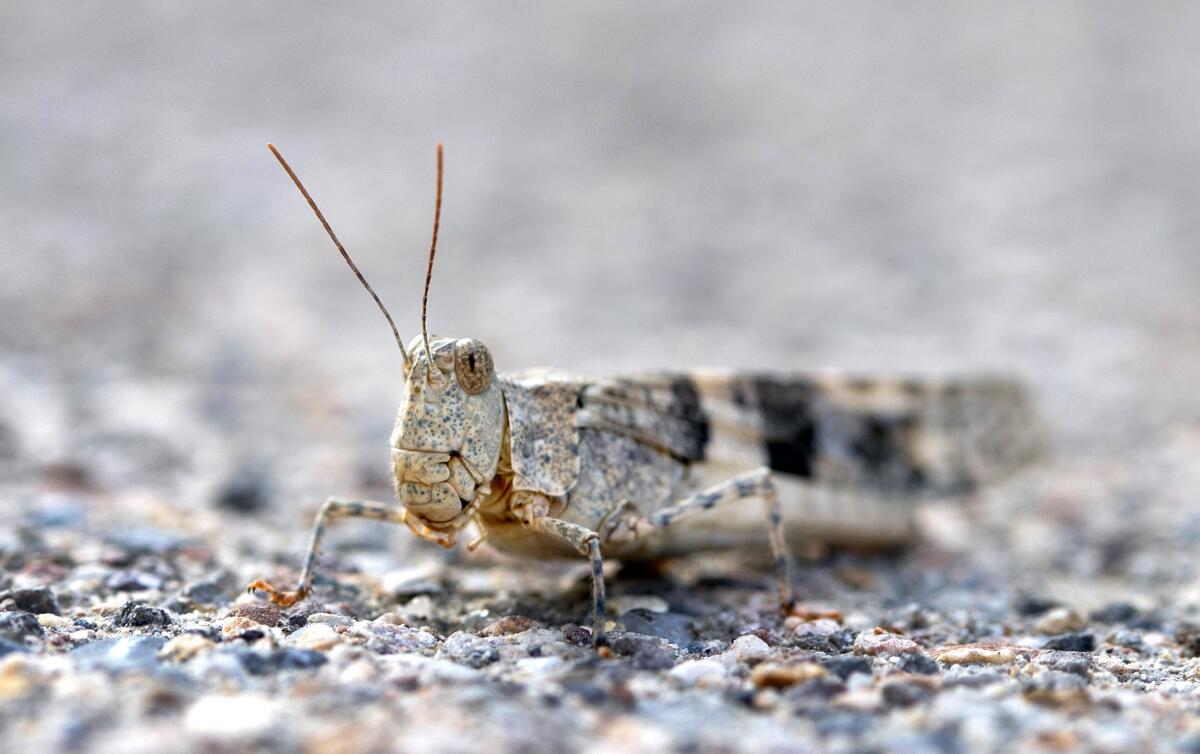 Pallid-winged grasshopper
