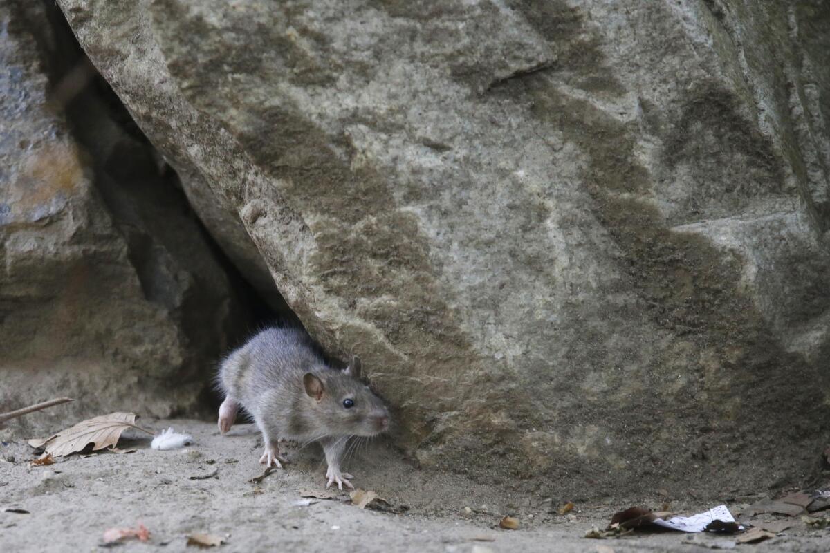 A rat leaves its burrow at a park in the Chinatown neighborhood of New York. 