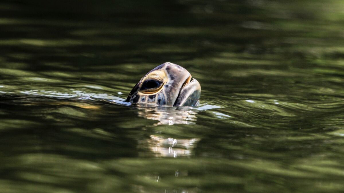 A sea turtle pokes his head above water in the San Gabriel River.