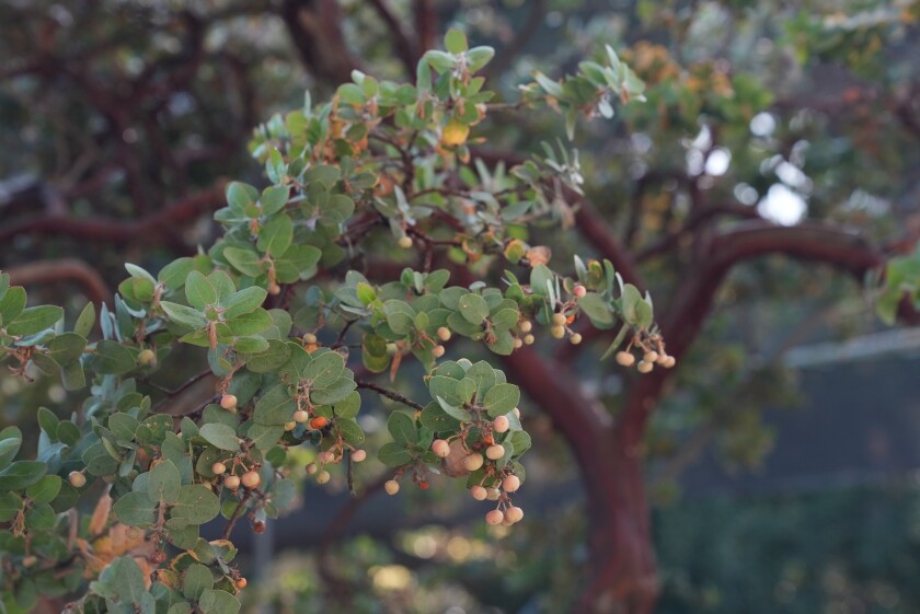 Plants with leaves and small berries 