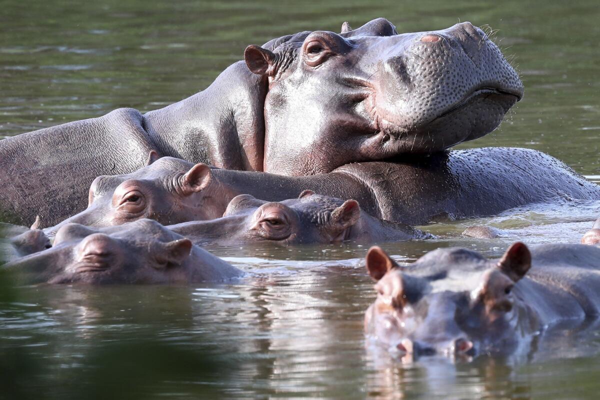ARCHIVO - Hipopótamos descansan en una laguna del parque temático Hacienda Nápoles, 