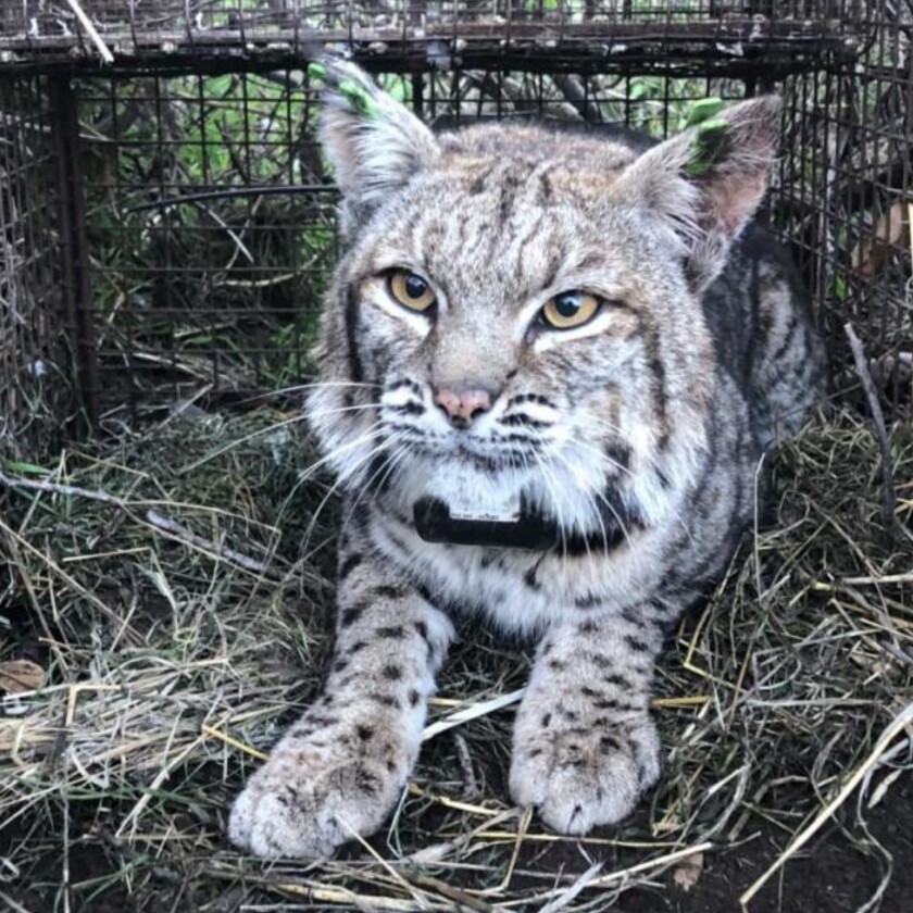 photo of a bobcat