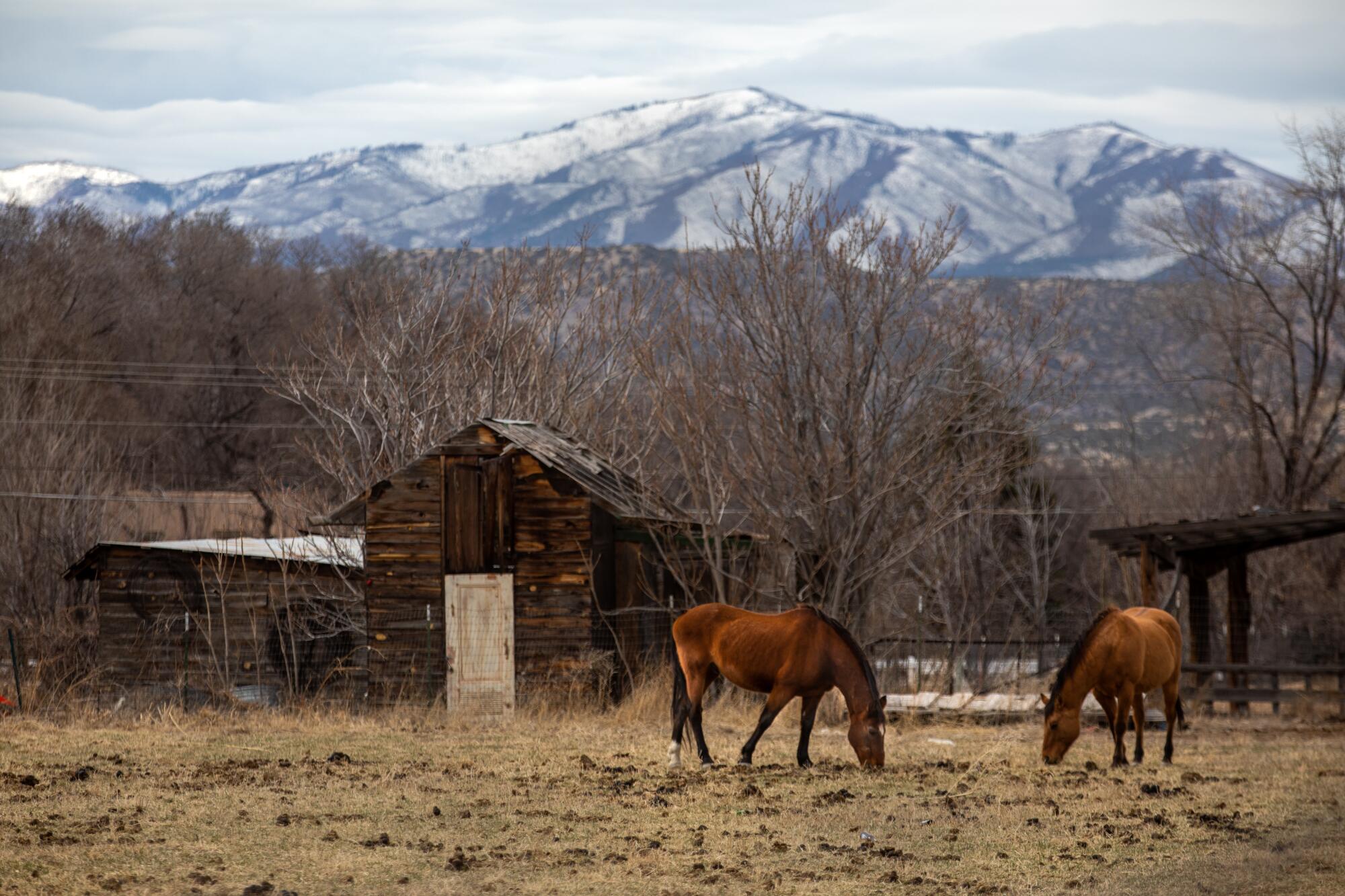 Horses graze in an open field 