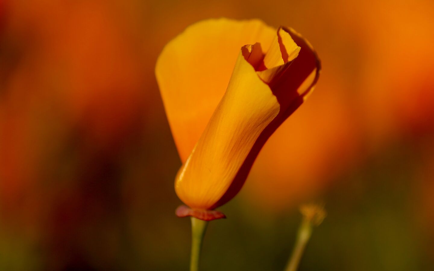 A close-up of a California Poppy in a field at Walker Canyon Temescal Mountains near Lake Elsinore in Riverside County.