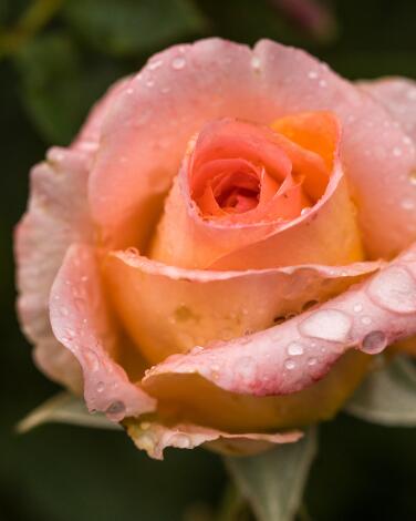 A pink Jump for Joy rosebud with dew drops on its petals